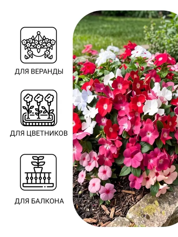 Семена цветов Катарантус ампельный "Медитерранеан Микс" 10 шт