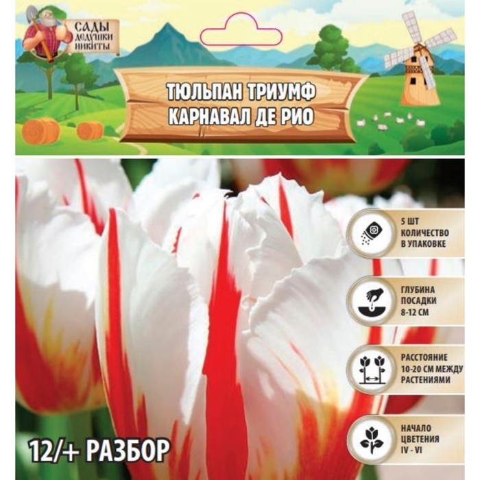Тюльпан Триумф Карнавал де Рио, р-р 12+, 5 шт, Осень 2024 Тюльпан Триумф Карнавал де Рио, р-р 12+, 5 шт, Осень 2024