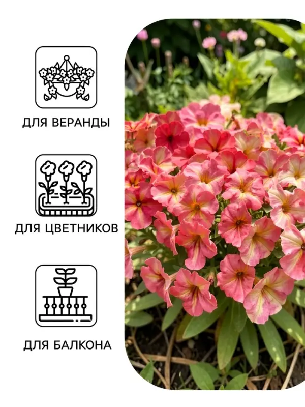 Семена цветов Петуния &laquo;Шейк&raquo; строберри, F1, 5 шт., Hem Genetics, &laquo;АЭЛИТА&raquo;