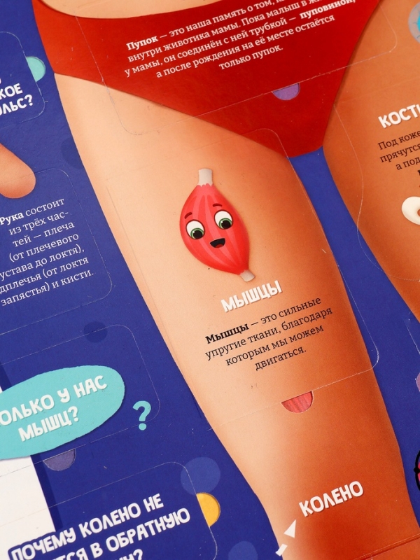Книга - раскладушка детская «Как устроено моё тело», 40 окошек Книга - раскладушка детская «Как устроено моё тело», 40 окошек