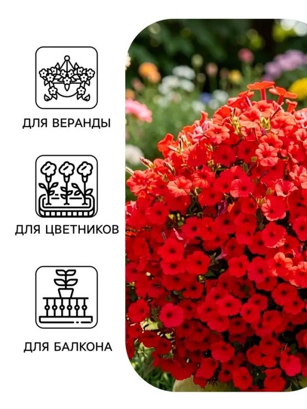 Семена цветов Петуния ампельная крупноцветковая &laquo;Лавина&raquo; F1, пурпурная, драже, 10 шт.