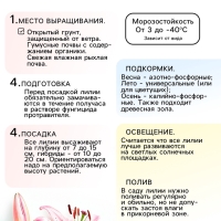 Лилия Азиатская Кашпо Trendy Santiago, луковица в пакете с перфорацией, р-р 12/14, 2 шт.