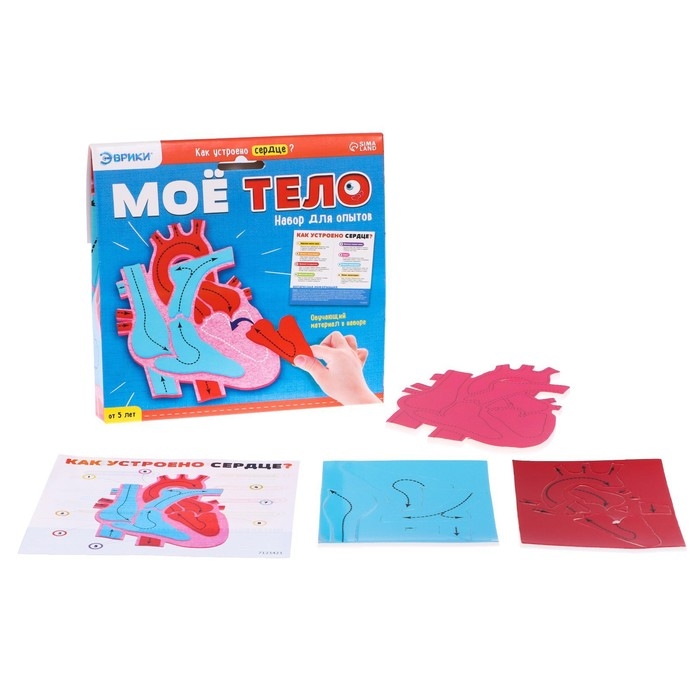 Набор для опытов «Моё тело», сердце Набор для опытов «Моё тело», сердце