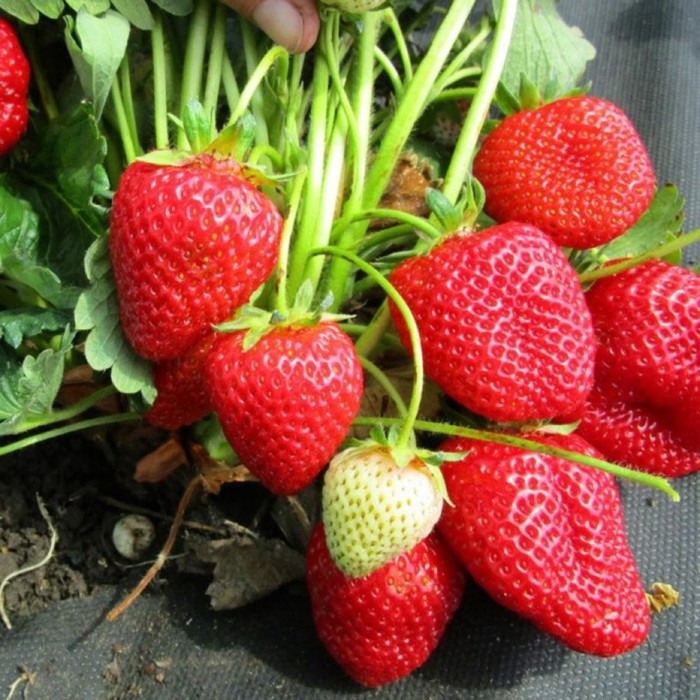 Рассада Земляники круноплодной (клубники) ФРИГО Мунира (Munira) A (9-15 мм), P9 Горшок Рассада Земляники круноплодной (клубники) ФРИГО Мунира (Munira) A (9-15 мм), P9 Горшок