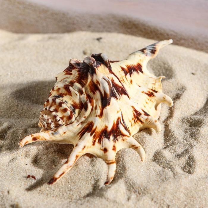 Ракушка декоративная, 7-11 см Ракушка декоративная, 7-11 см