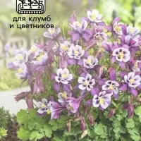Семена Аквилегия Мак Кана Джиант 0.1г*