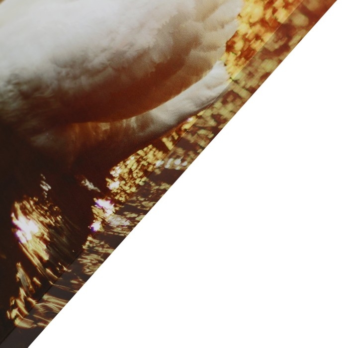 Картина Картина "Два лебедя" 50*70 см