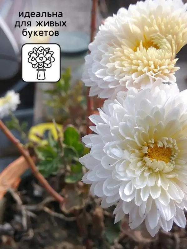 Семена Астра Принцесса Корина 0.3г* Семена Астра Принцесса Корина 0.3г*