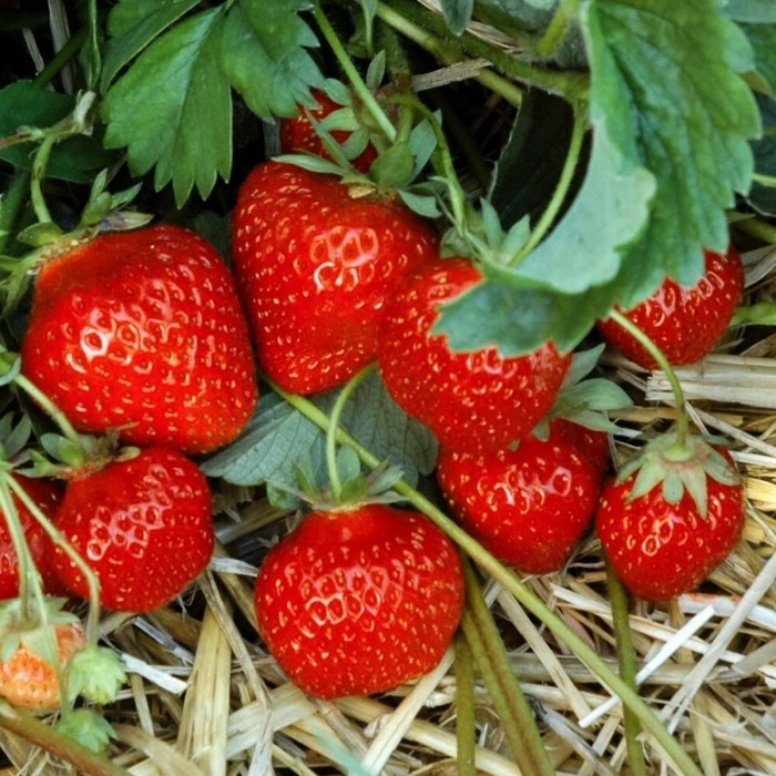 Рассада Земляники круноплодной (клубники) ФРИГО Фигаро (Figaro) A (9-15 мм), P9 Горшок Рассада Земляники круноплодной (клубники) ФРИГО Фигаро (Figaro) A (9-15 мм), P9 Горшок