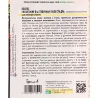 Семена цветов Колеус Гигантский Выставочный Палисандра (Giant Exhibition Palisandra) 3 шт.  12.29 г.