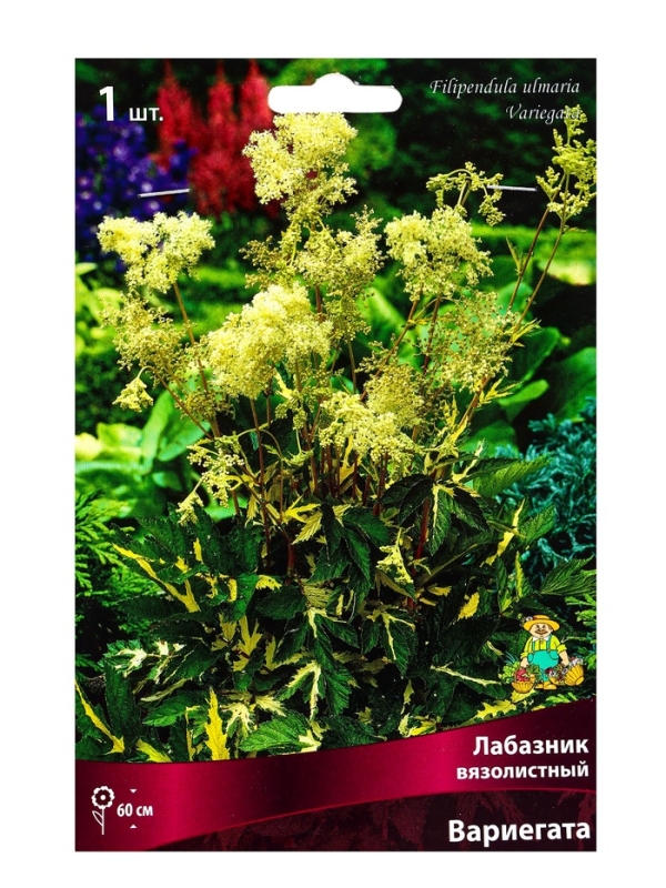 Лабазник вязолистный Вариегата, р-р I, 1 шт, Весна 2025