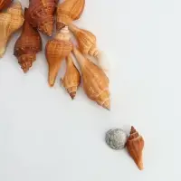 Набор ракушек, 3 - 5 см, 100 г