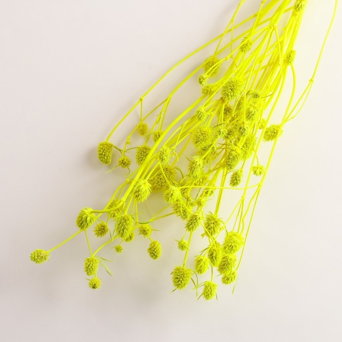 Набор сухоцветов Набор сухоцветов "Эрингиум", банч 5 шт, длина 55 (+/- 6 см), ярко-желтый