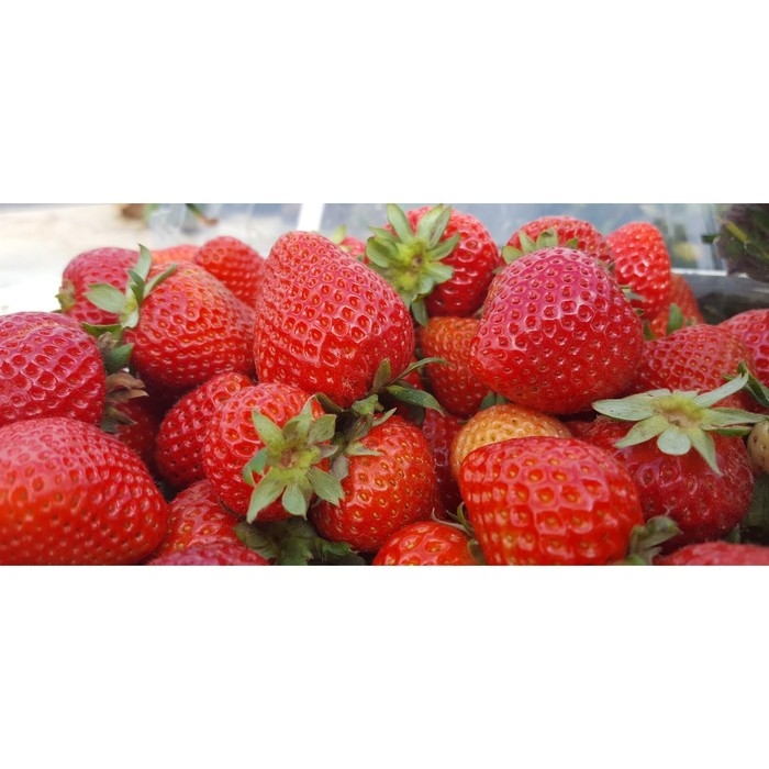 Рассада Земляники круноплодной (клубники) ФРИГО Флорида Бьюти (Florida Beauty) A (9-15 мм), P9 Горшо Рассада Земляники круноплодной (клубники) ФРИГО Флорида Бьюти (Florida Beauty) A (9-15 мм), P9 Горшо