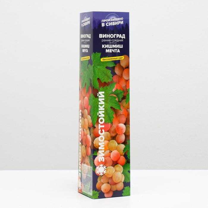 Саженец винограда Кишмиш Мечта Весна 2024, 1 шт. Саженец винограда Кишмиш Мечта Весна 2024, 1 шт.