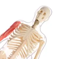 Набор для опытов по анатомии &laquo;Строение тела&raquo;, светится в темноте, с мягкими органами