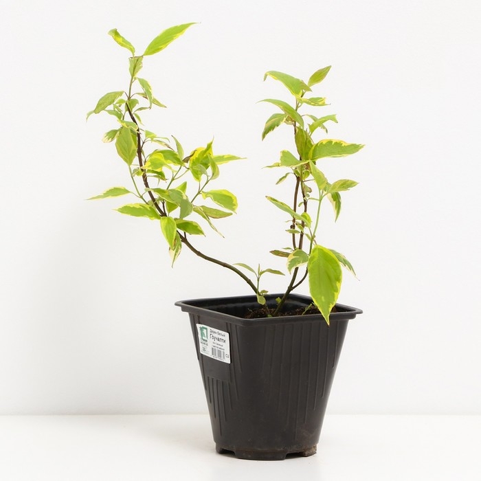 Дерен белый Гоучаулти, С2 горшок, Н10-50 высота, 1 шт, Осень 2024 Дерен белый Гоучаулти, С2 горшок, Н10-50 высота, 1 шт, Осень 2024