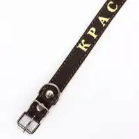 Ошейник &laquo;Красотка&raquo;, 60&times;2.5 см, однослойный, тиснение фольгой, кожа, цвет МИКС