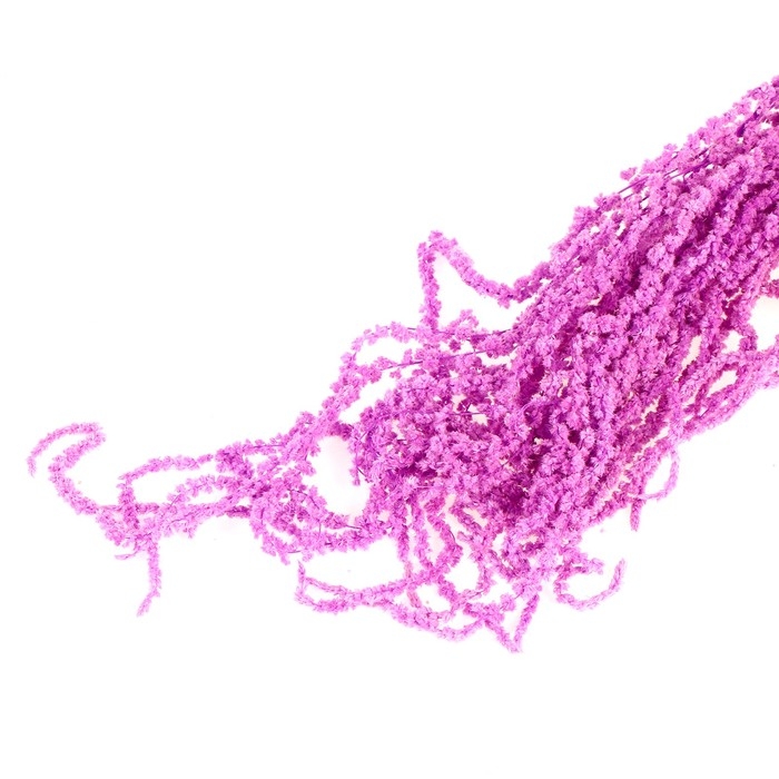 Сухие цветы амаранта, 100 г, размер листа: от 50 до 60 см, цвет фиолетовый Сухие цветы амаранта, 100 г, размер листа: от 50 до 60 см, цвет фиолетовый