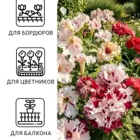 Семена цветов Петуния &laquo;Яромнерже&raquo; (фриллитуния), в пробирке, 7 шт., однолетник, &laquo;Гавриш&raquo;