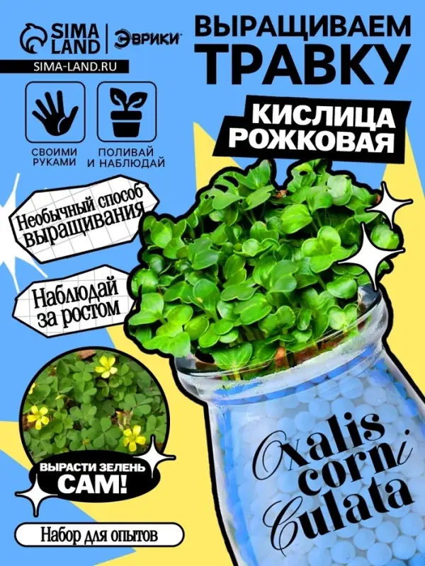 Набор для опытов &laquo;Выращиваем травку&raquo;, своими руками, голубой