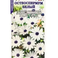 Семена Остеоспермум Белый /Сотка/ 0,1г/ h-60см, d-8см/*1200 Семена Остеоспермум Белый /Сотка/ 0,1г/ h-60см, d-8см/*1200