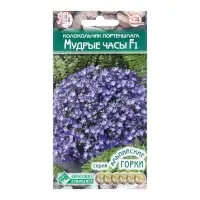 Семена Колокольчик портеншлага "Мудрые часы", 5 шт Семена Колокольчик портеншлага "Мудрые часы", 5 шт