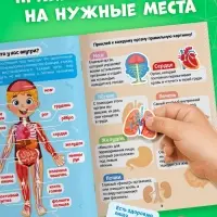 Наклейки &laquo;Секреты тела человека&raquo;, 16 стр.