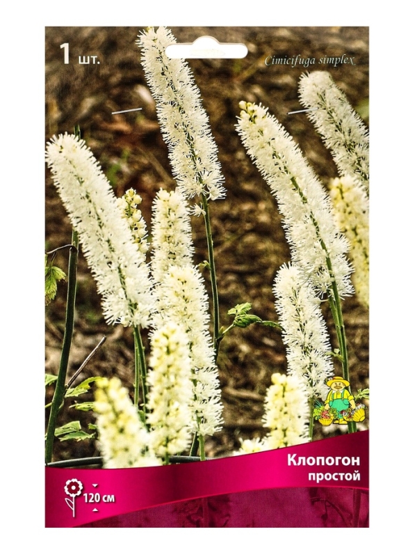 Клопогон простой, р-р I, 1 шт, Весна 2025