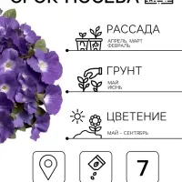 Семена Цветов Петуния &laquo;Мамбо&raquo; F1, небесно-голубая, пробирка, 7 шт.