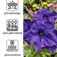 Семена цветов Петуния &laquo;Великая синяя&raquo; F1, крупноцветковая, гранулы, 7 шт.
