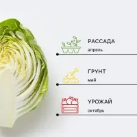Семена Капуста белокочанная &laquo;Каменна глова&raquo;, позднеспелая, 0.3 г, &laquo;Аэлита. Лидер&raquo;