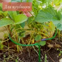 Подставка для клубники, металлическая, d=20 см, h=25 см, ножка d=0.3 см, зелёная, Greengo