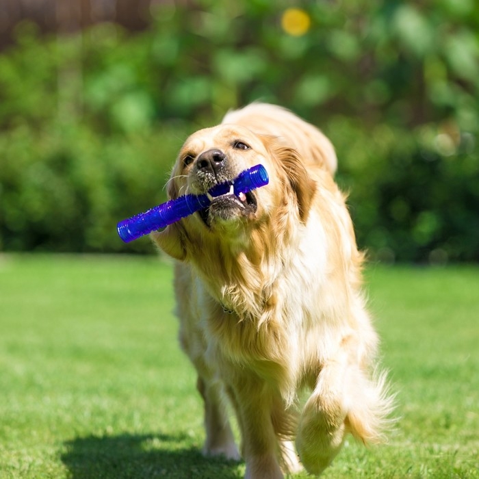 Игрушка тренировочная жевательная Игрушка тренировочная жевательная "Палка" полая, 24,5 см, синяя