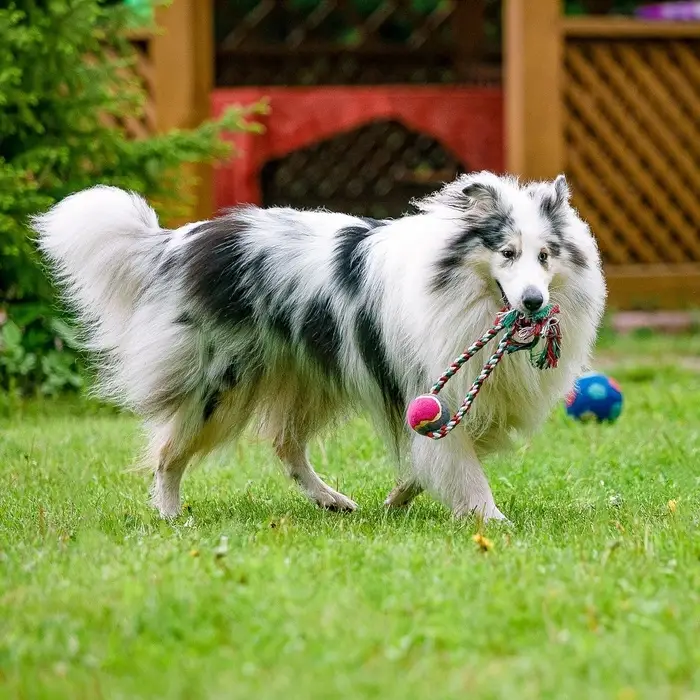 Игрушка канатная &laquo;Вираж&raquo;, с мячом, до 135 г, до 37 см, цвет МИКС