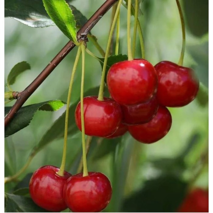 Вишня степная Пламенная, горшок С3, 1 шт, Осень 2024 Вишня степная Пламенная, горшок С3, 1 шт, Осень 2024