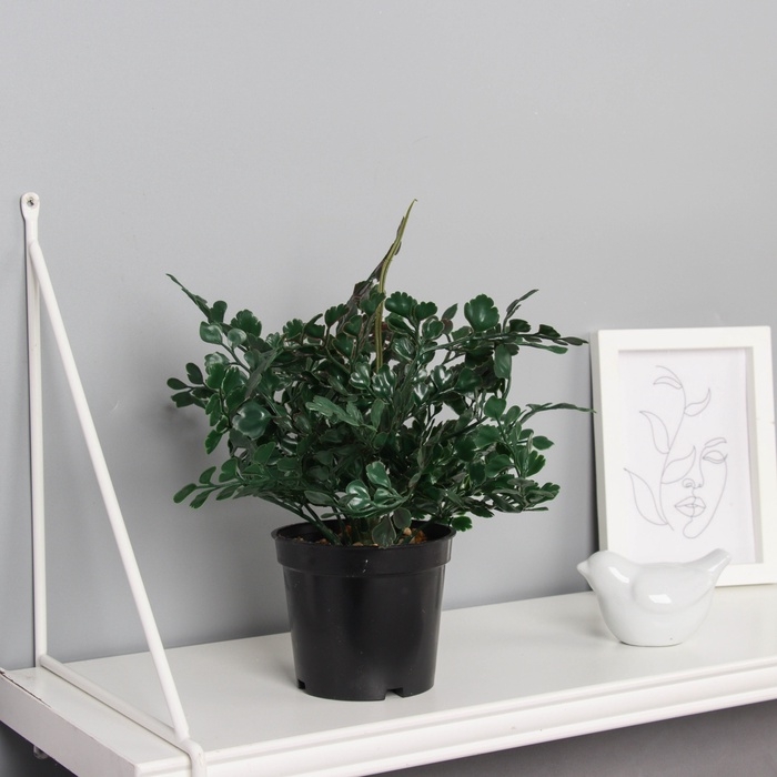 Бонсай в горшке Бонсай в горшке "Триангулярис фикус" 23х9 см, микс