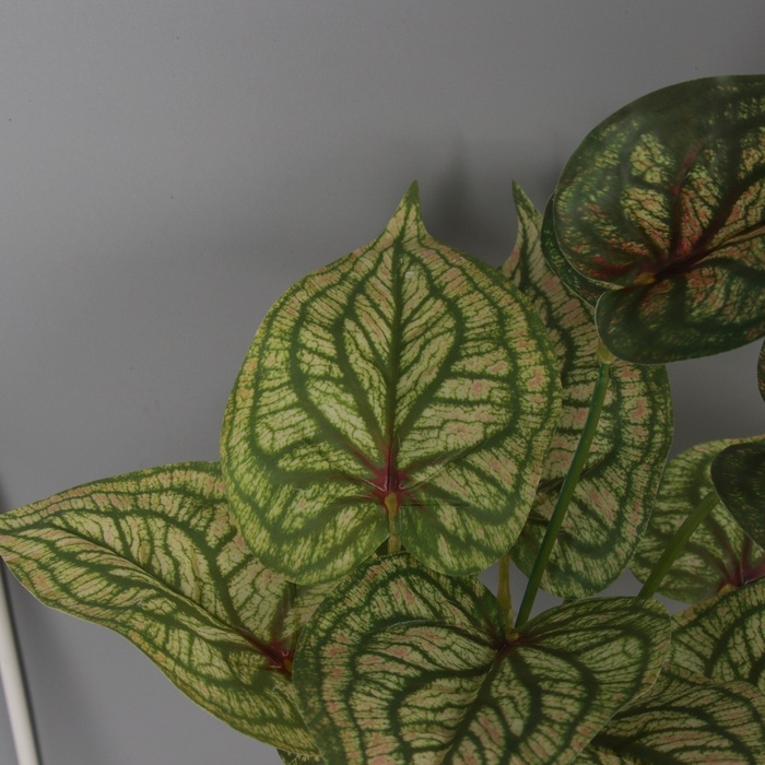 Бонсай в горшке "Аглаонема сильвер" 33х11 см, зелёный