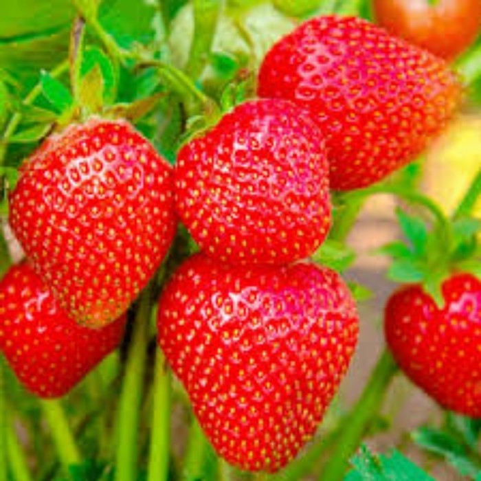 Рассада Земляники круноплодной (клубники) ФРИГО Сирия (Siria) А (9-15 мм), P9 Горшок Рассада Земляники круноплодной (клубники) ФРИГО Сирия (Siria) А (9-15 мм), P9 Горшок