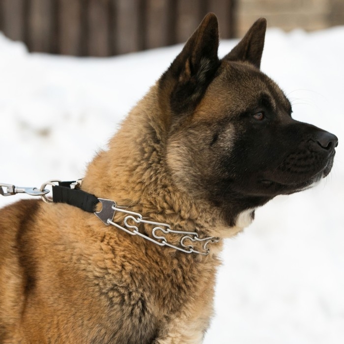Ошейник строгий с металлическим фастексом и защитными колпачками, 63 см, толщина проволоки 4 Ошейник строгий с металлическим фастексом и защитными колпачками, 63 см, толщина проволоки 4