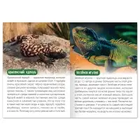 Обучающая книга &laquo;Животные Северной Америки&raquo;, 20 стр.