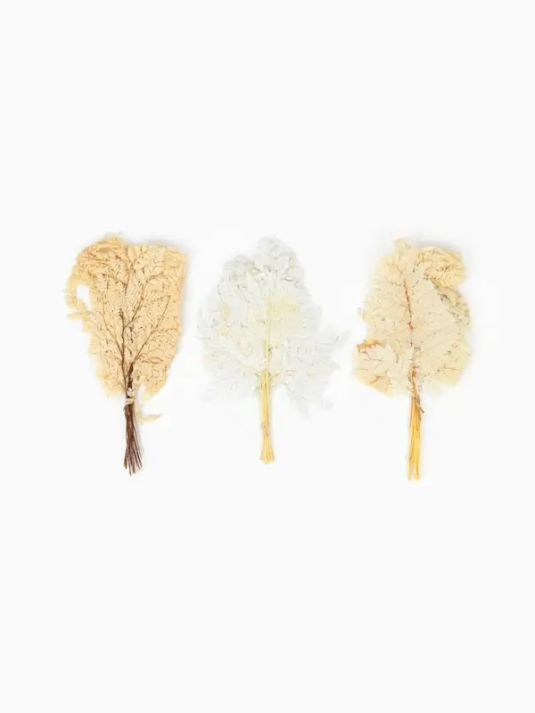 Сухоцвет Папоротник МИКС, 10 шт в упаковке