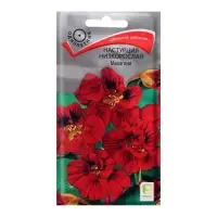 Семена цветов Настурция низкорослая "Махагони", 1 г