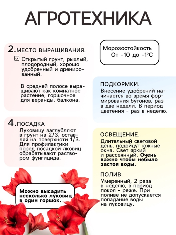 Амариллис Махровый Nymph, многолетник, луковица, р-р 22/24, 1 шт.