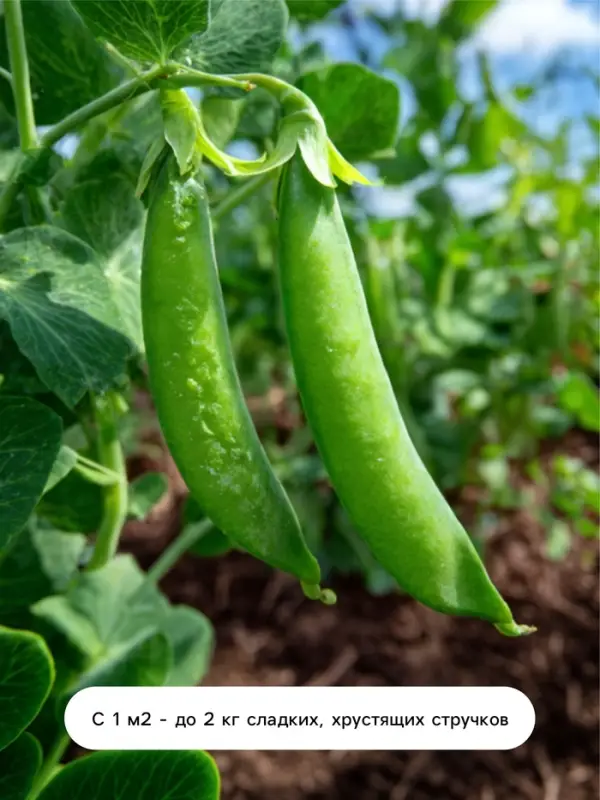 Семена Горох овощной &laquo;Детский&raquo; сахарный, раннеспелый, низкорослый, 10 г, &laquo;Евро-семена&raquo;