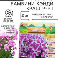Флокс «Бамбини Кэнди Краш» ркорневище в пакете с торфогрунтом, -р I, 2 шт.