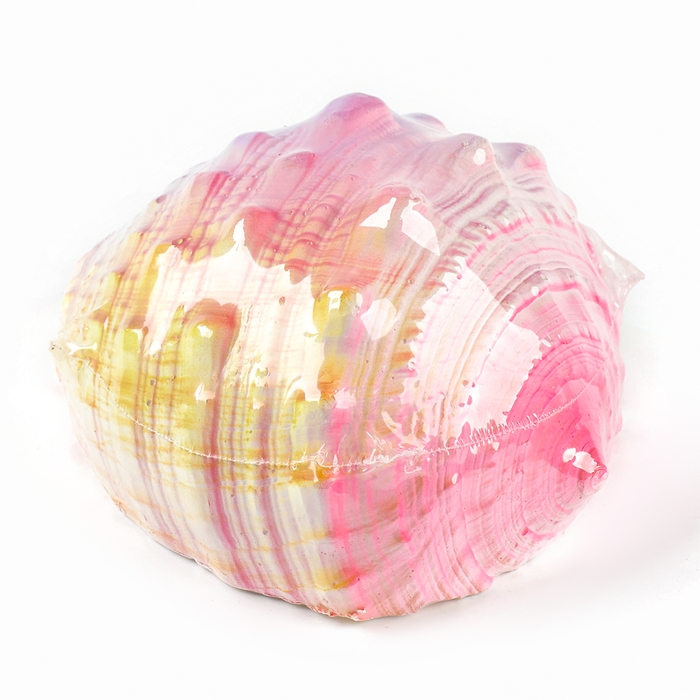 Набор для раскопок «Морской мир», гипсовая ракушка, инструменты, 5+ Набор для раскопок «Морской мир», гипсовая ракушка, инструменты, 5+