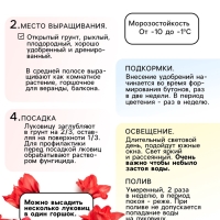 Амариллис Flamenco Queen, многолетник, луковица, р-р 22/24, 1 шт.