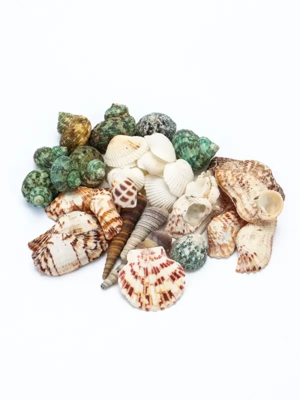 Набор ракушек &laquo;Пижон Аква&raquo;, 200 г, микс №1