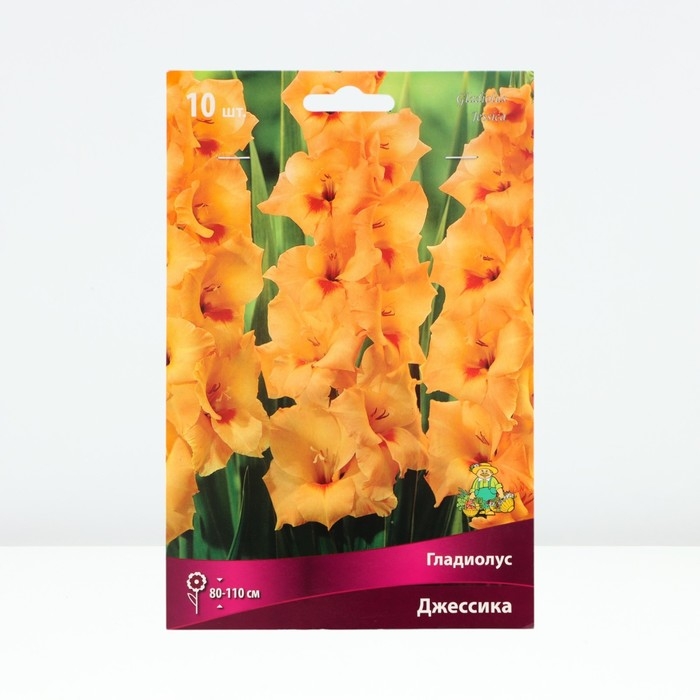 Гладиолус крупноцветковый «Джессика», луковица цветов в пакете с перфорацией, р-р 10/12, 10 шт.
